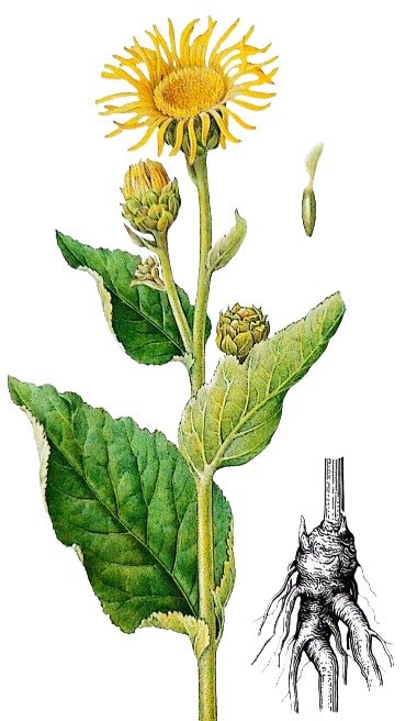 Aunée Officinale
