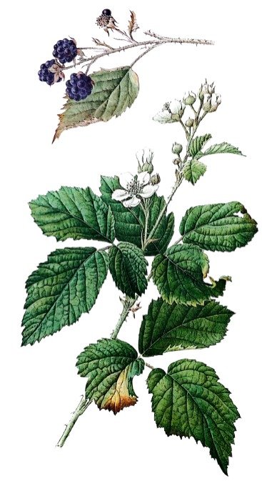 Ronce commune (Rubus fruticosus) : Propriétés et Utilisations | Plante ...