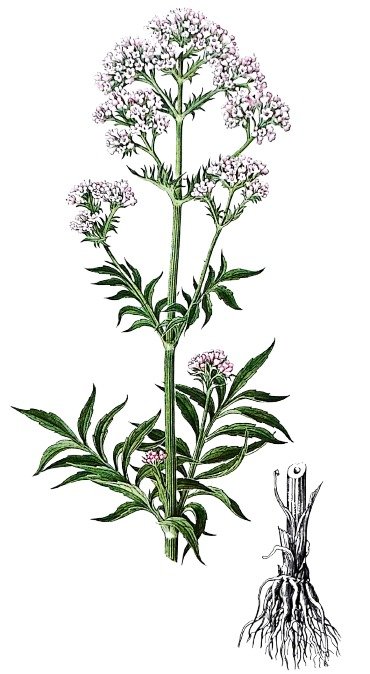 Valriane officinale (Valeriana officinalis) : Proprits et Utilisations |  Plante Mdicinale Sdative
